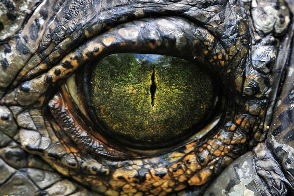 El ojo del reptil como obra de arte