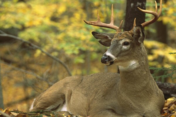 Nordamerikanischer Weißschwanzhirsch liegt am Boden