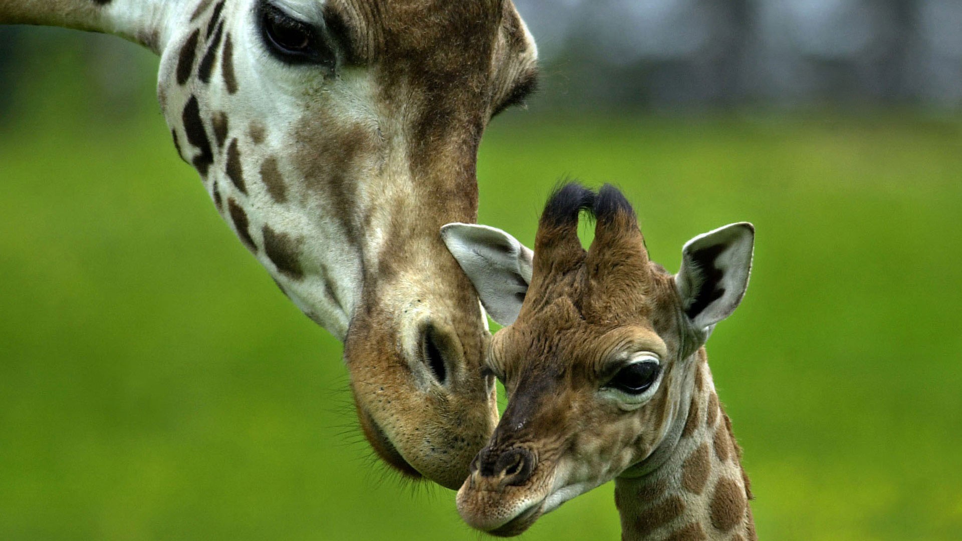 girafe maman enfant soin amour tendresse