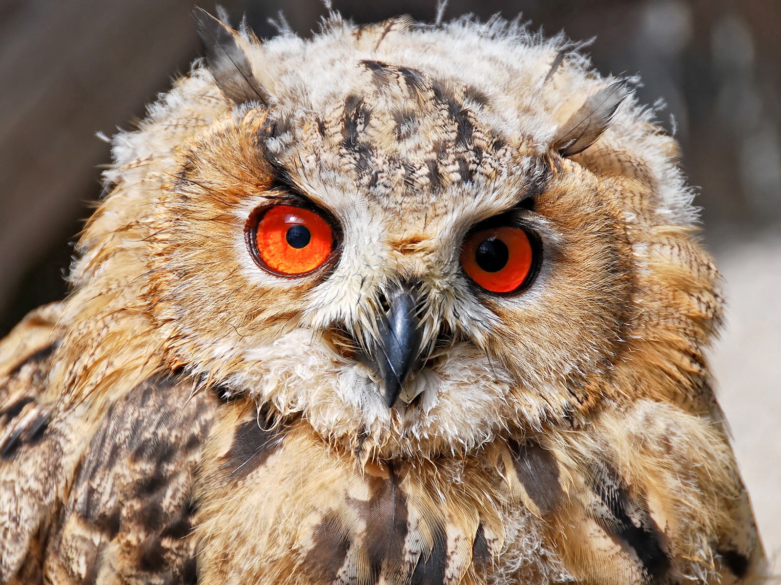 owl feathers eye