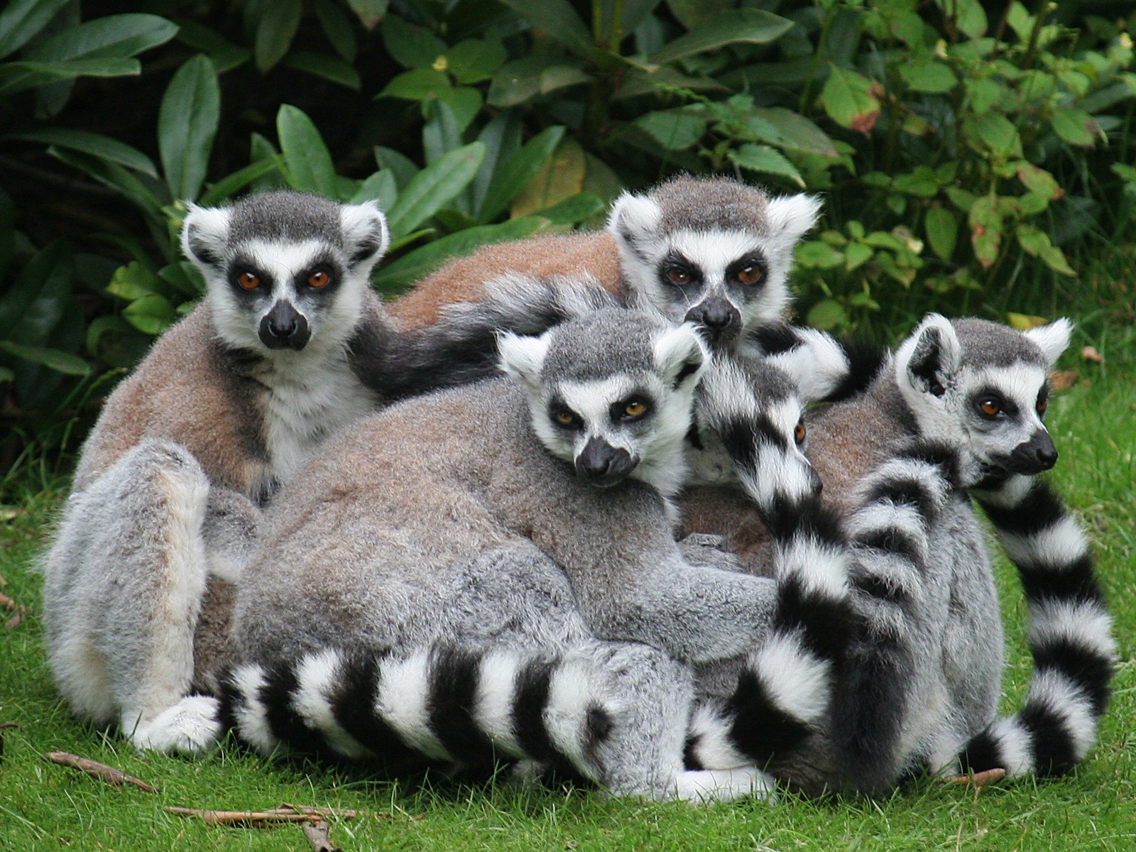 lemurs family animals gra