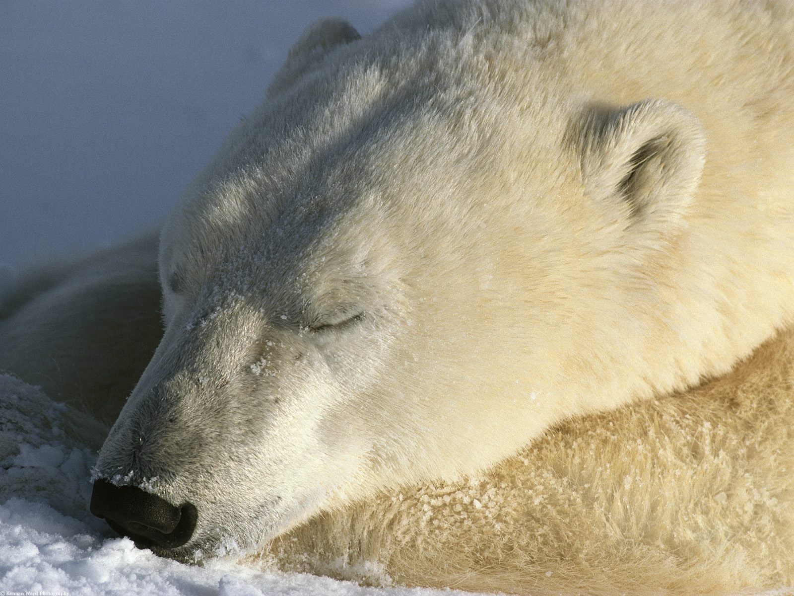 niedźwiedź polarny śpi śnieg sen