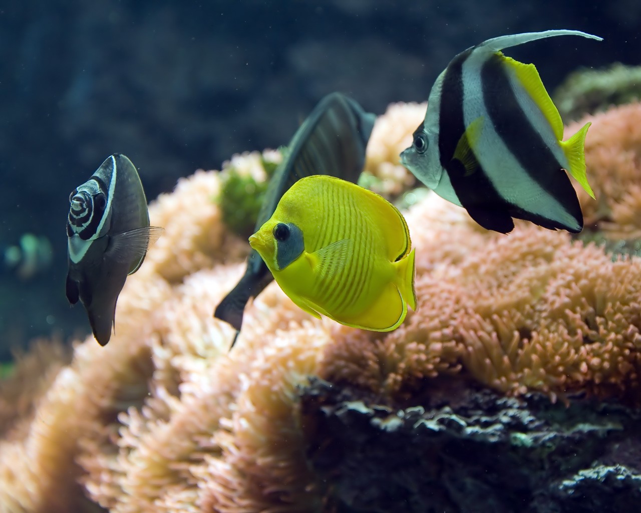 aquarium fische bunt