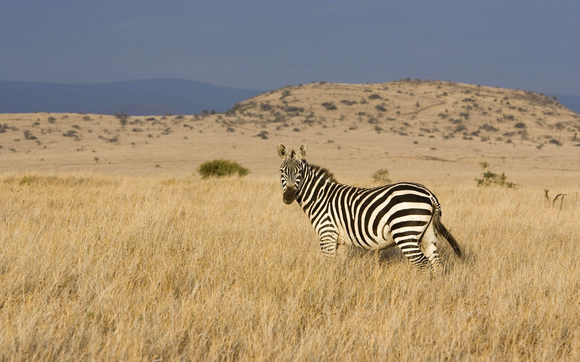 zèbre steppe vallée