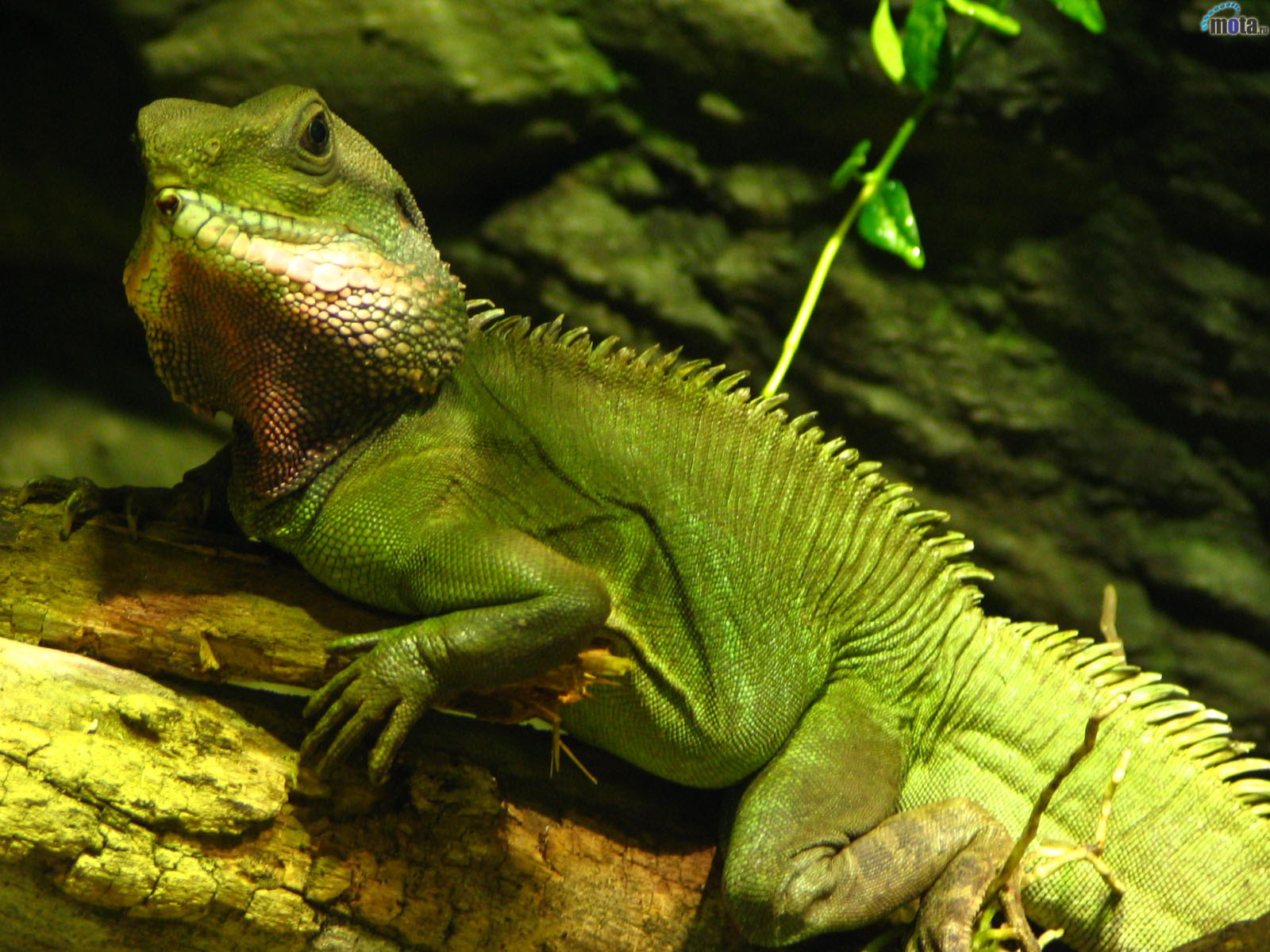 lézard vert arbre feuilles