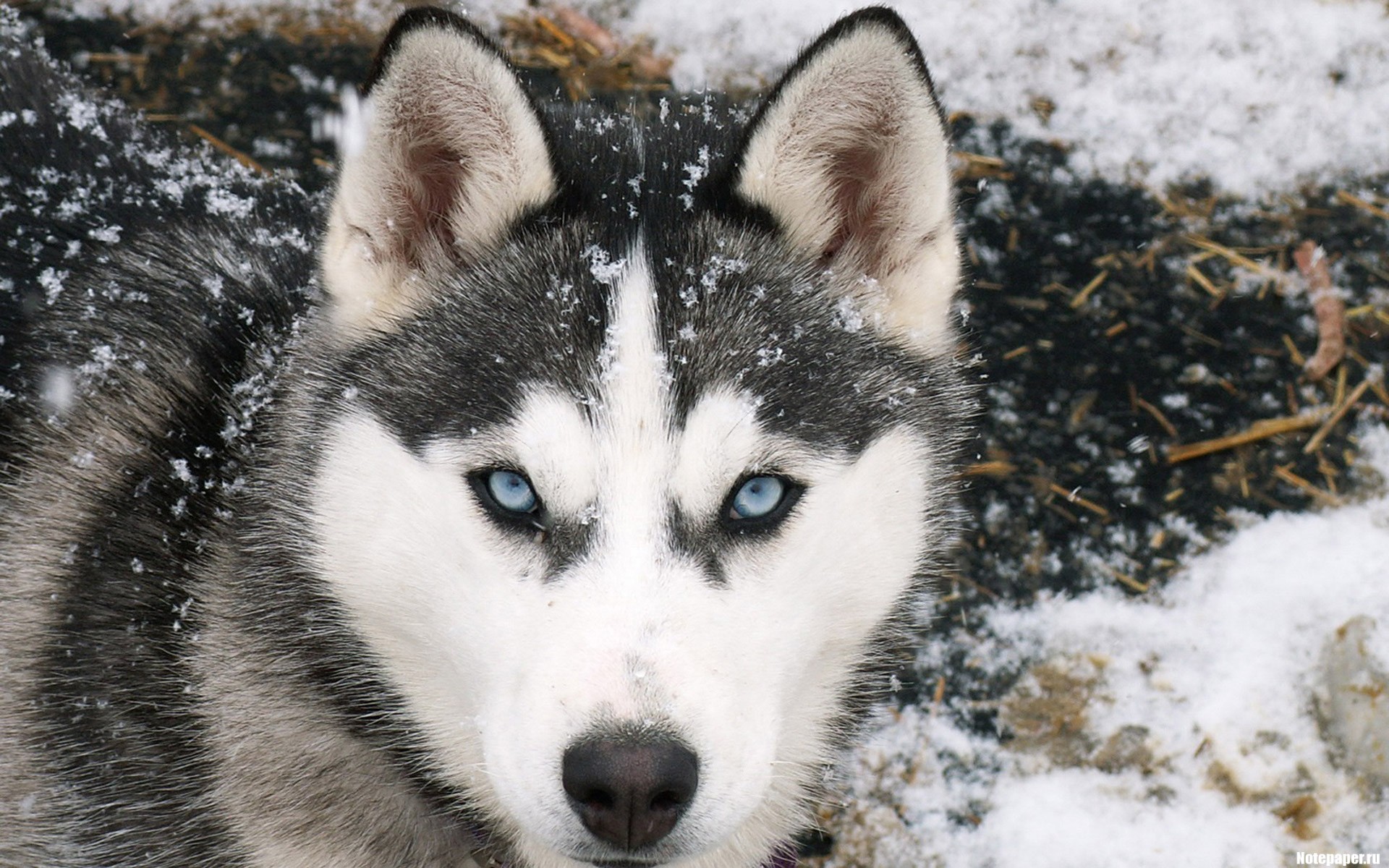 inverno nord laika