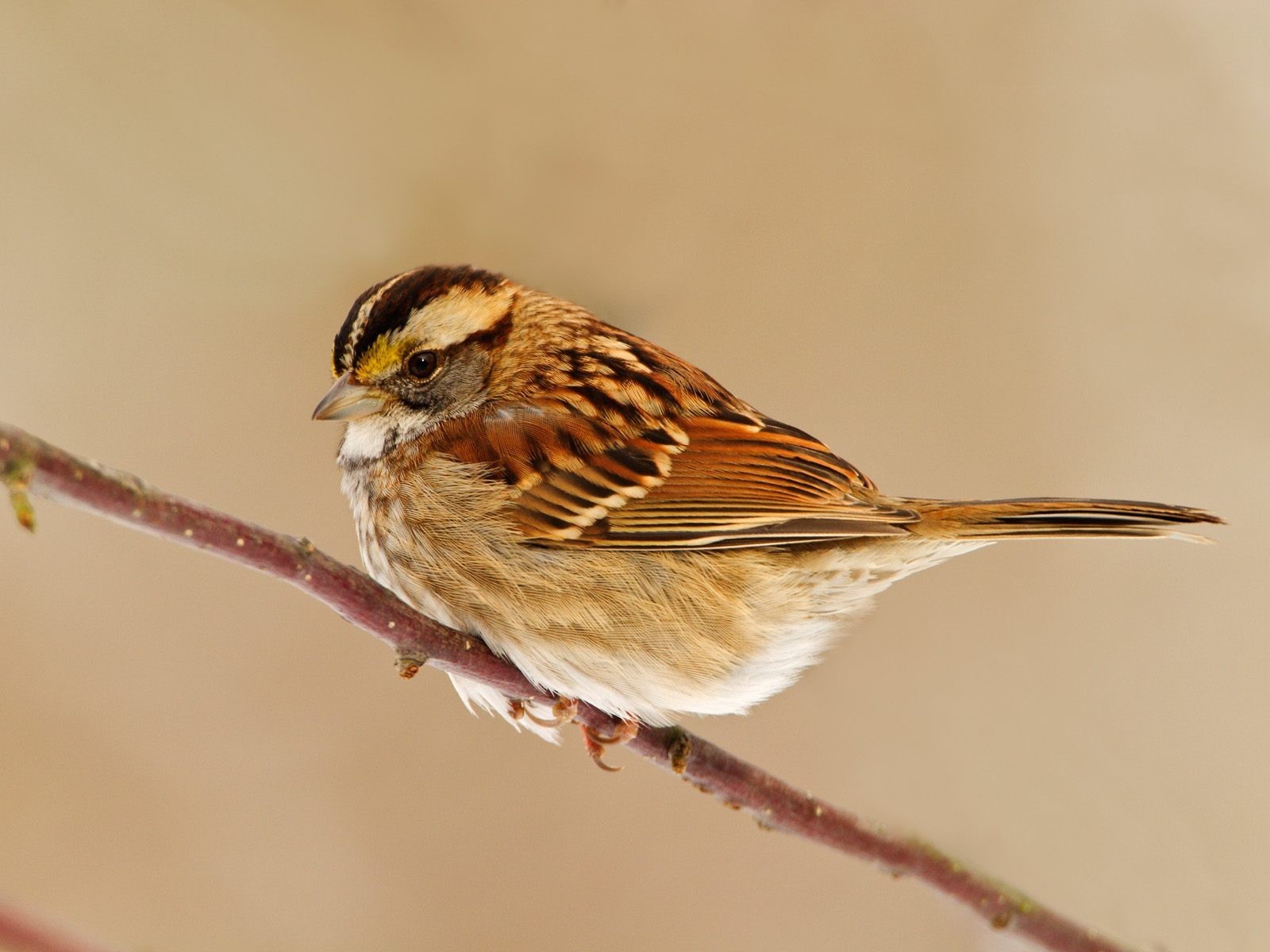 vogel zweig spatz