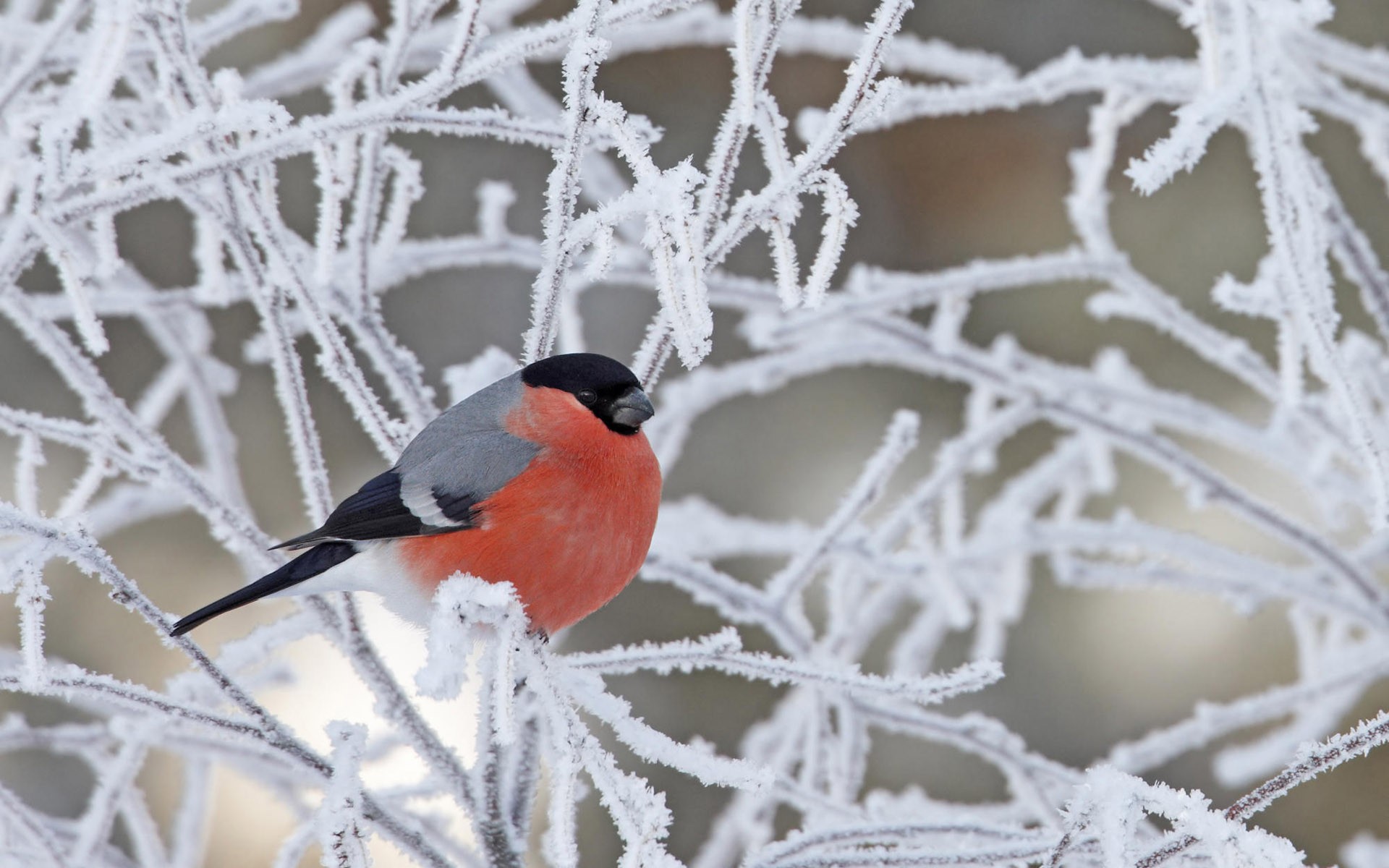 nieve pájaro ramas escarcha nieve invierno