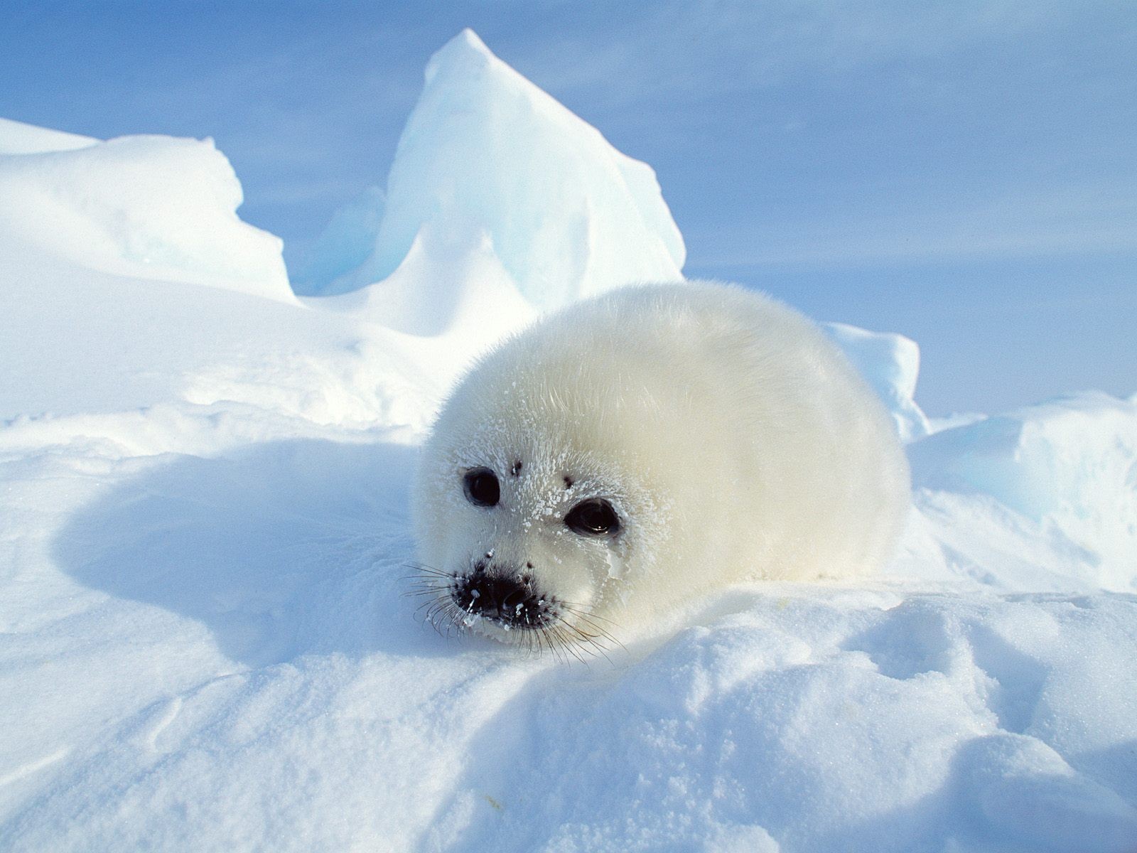 eal seal snow fur