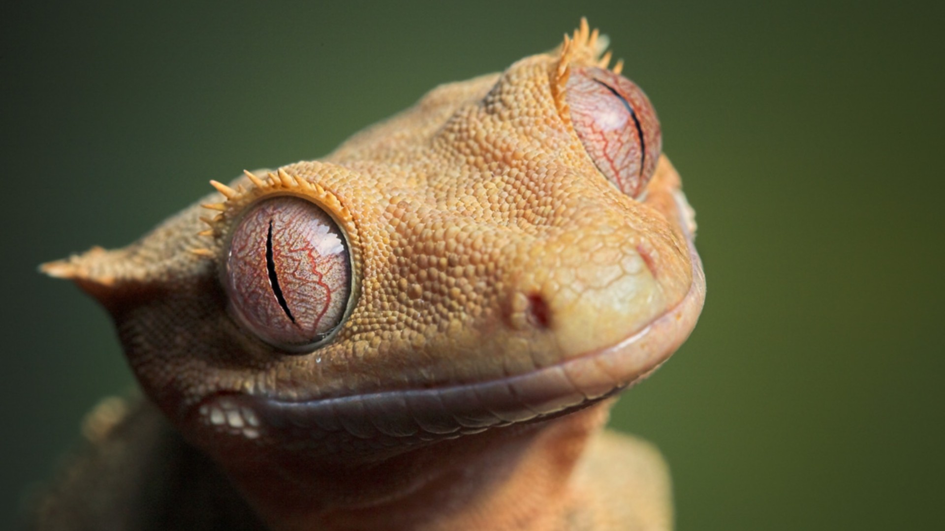 lizard eyes leather