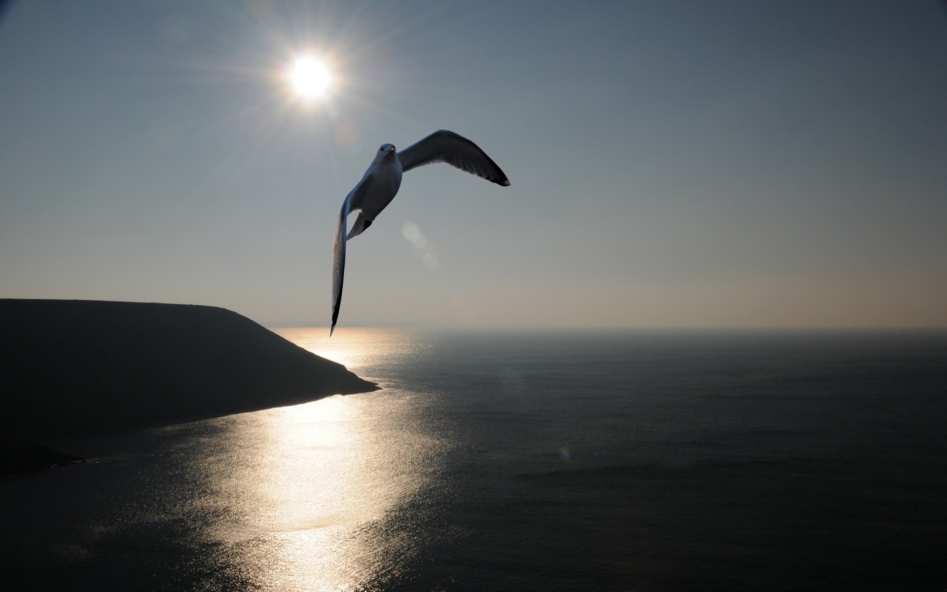 gaviota mar sol