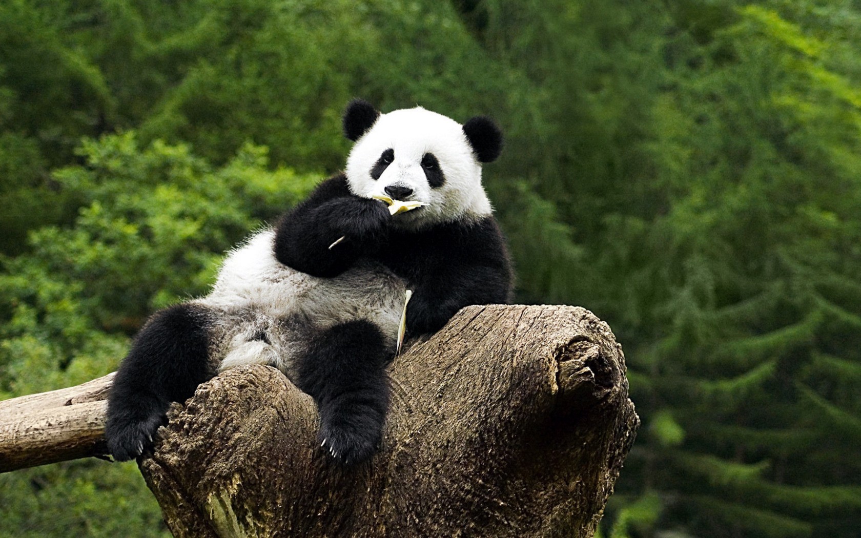 tiere panda am baum kaut