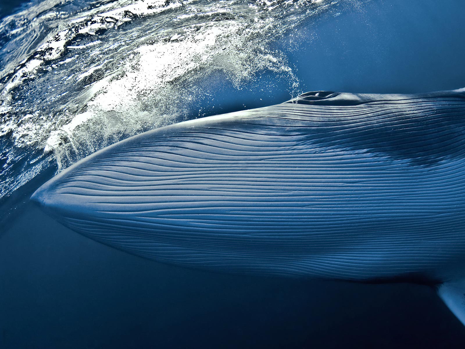 national geographic кит вода