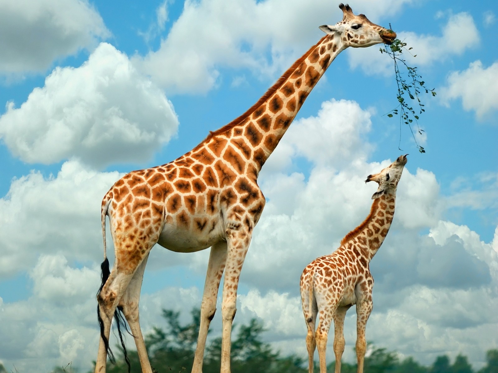 giraffes feeding safari