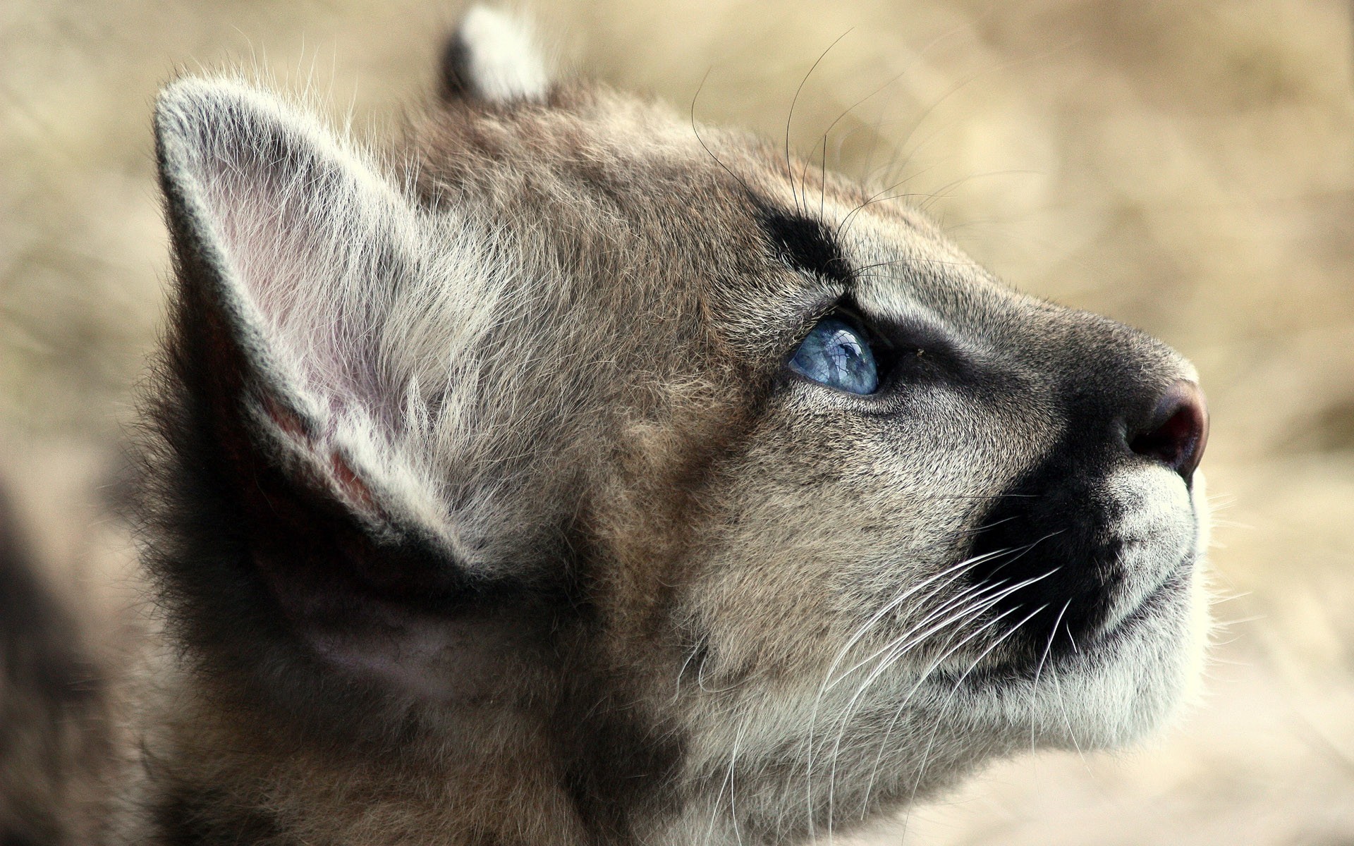 gattino puma lavo