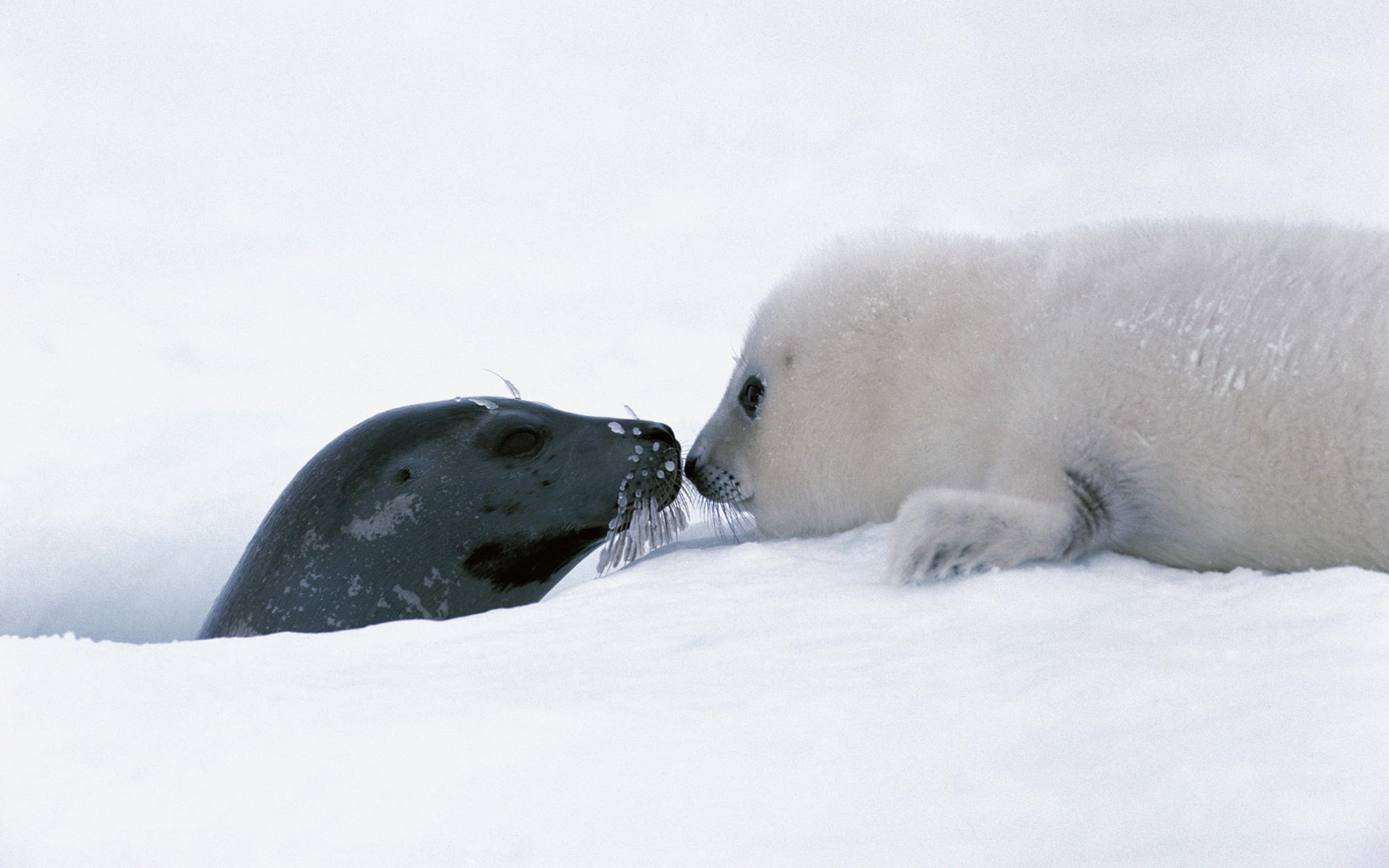 bebé foca nieve