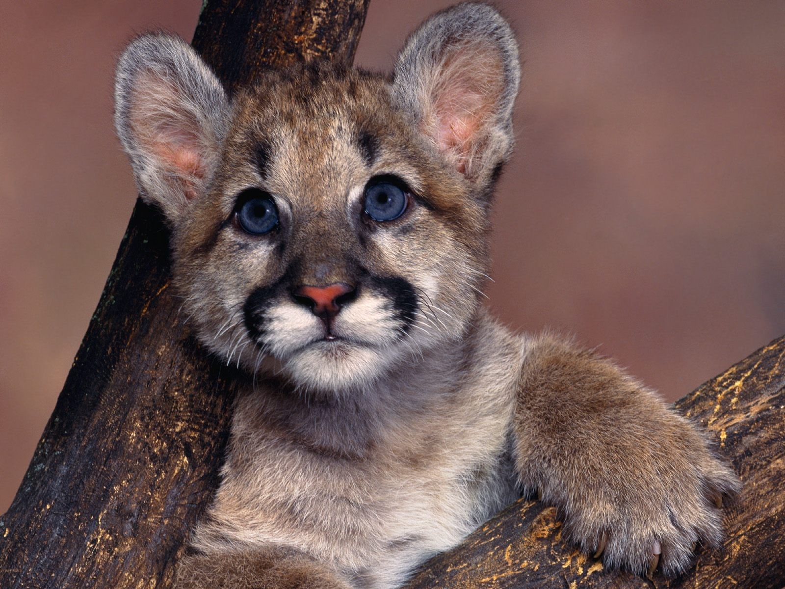 puma yeux bleus