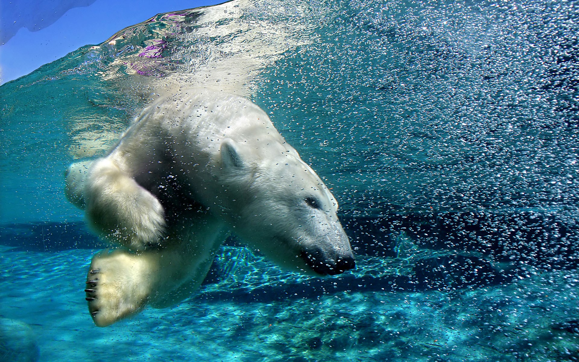 oso ártico bajo el agua