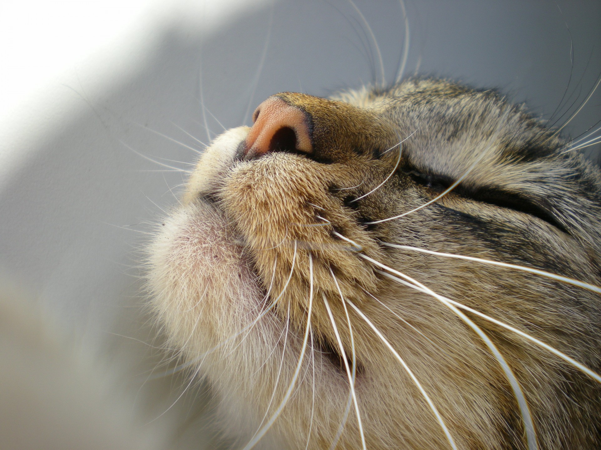 katze schnurrbart schnauze