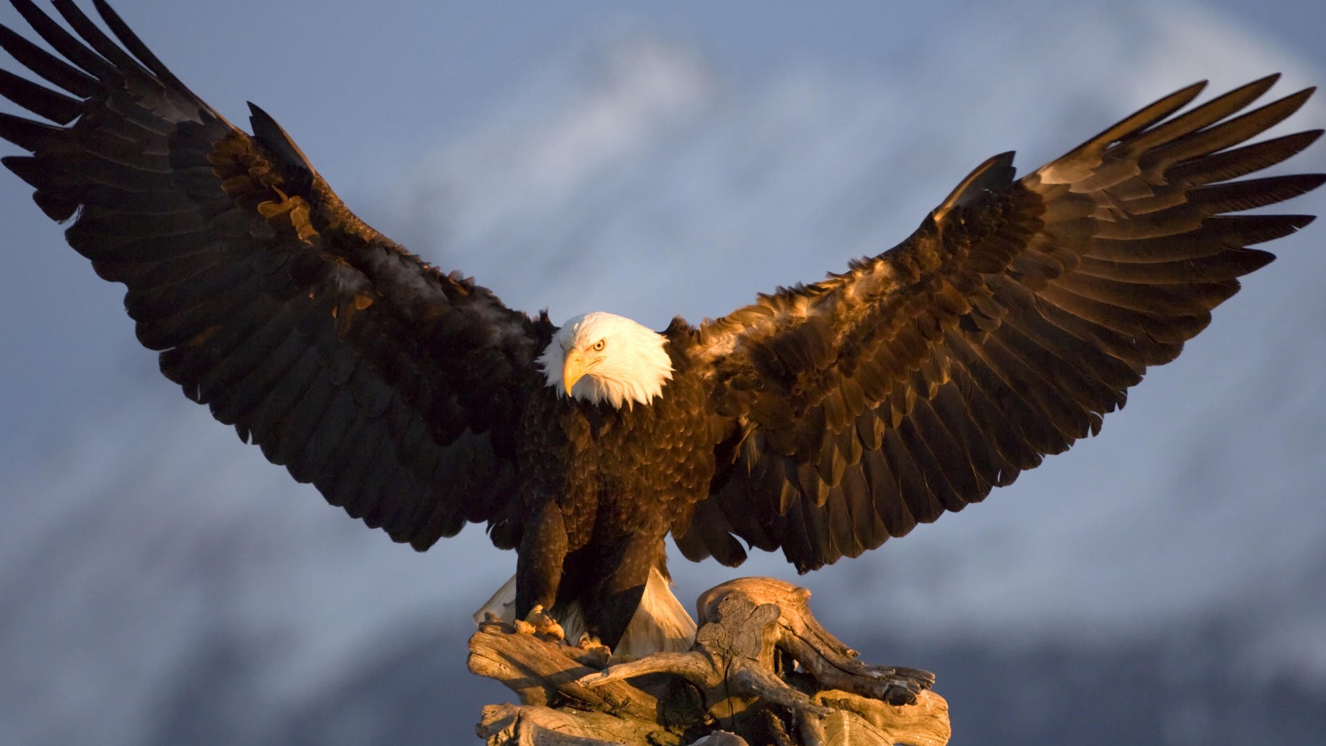 eagle alaska wing