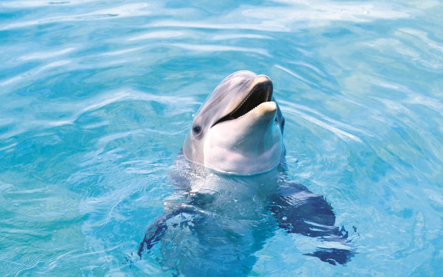 dolphin sea water fish