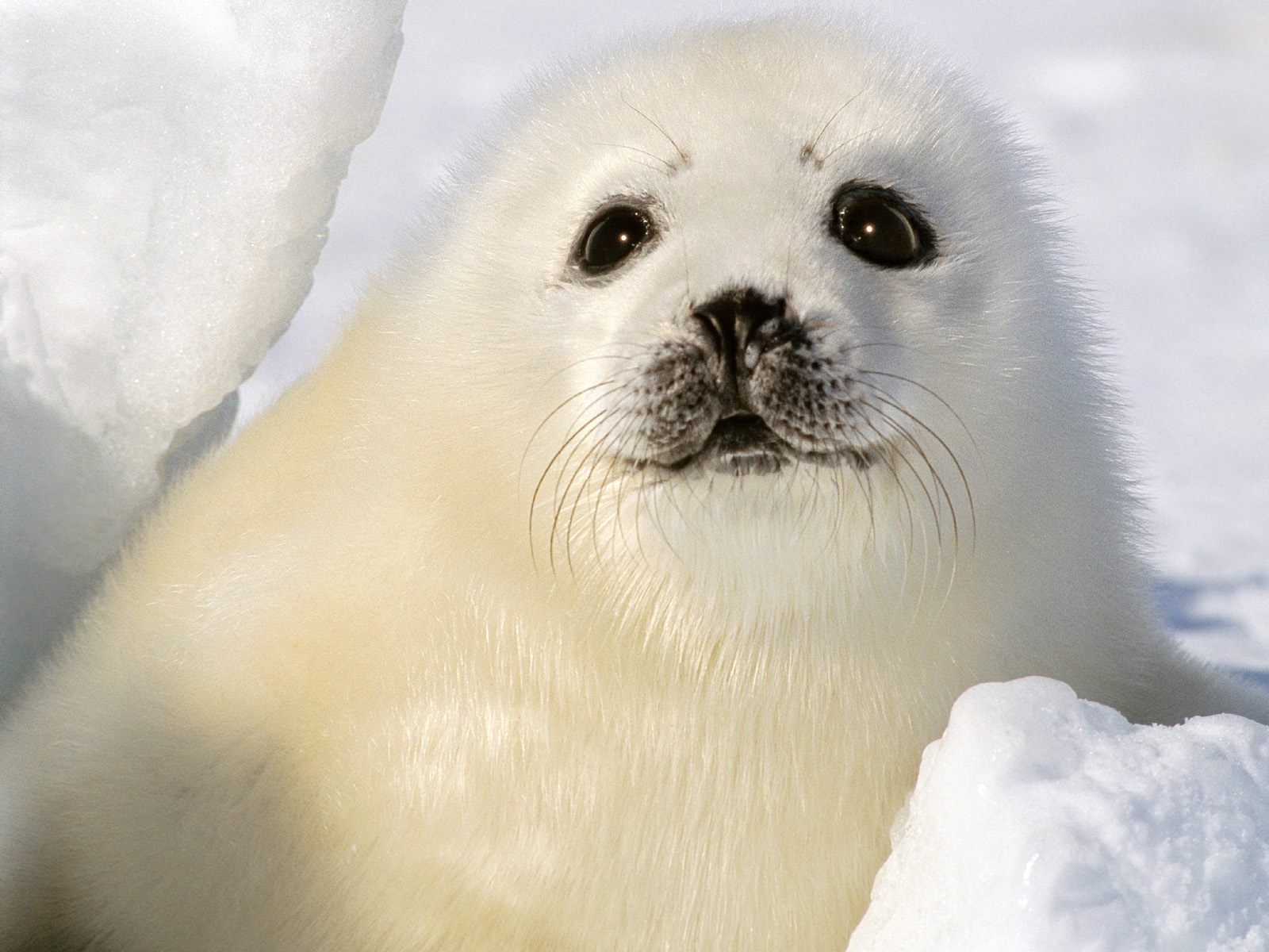 foca bianco bambino cucciolo neve inverno occhi