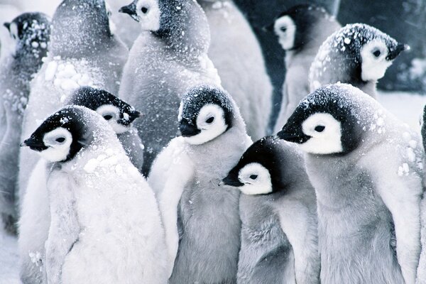 Niedliche Pinguine wärmen sich im Schnee