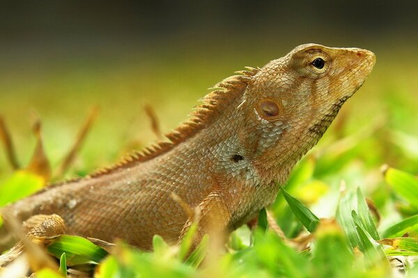 Iguana basking in the sun alone