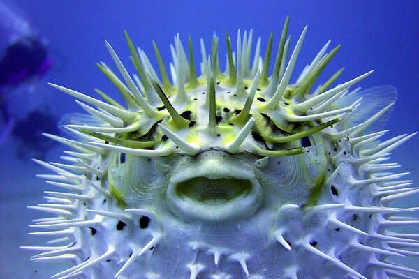 Foto von Kugelfisch unter Wasser