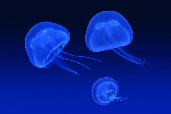 Explanations of the glow of jellyfish in blue