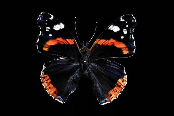 Beautiful butterfly on a black background