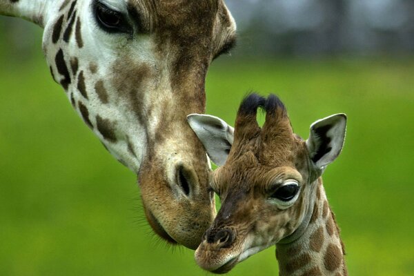 Mamma giraffa e carino giraffa