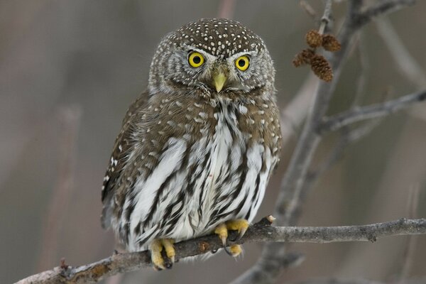 An owl with yellow eyes sits on a branch