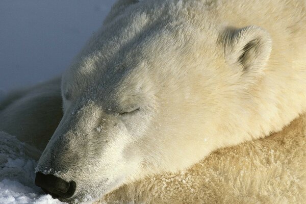 L orso polare dorme tranquillamente