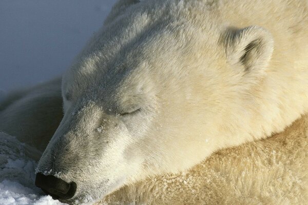 Белый медведь спокойно спит