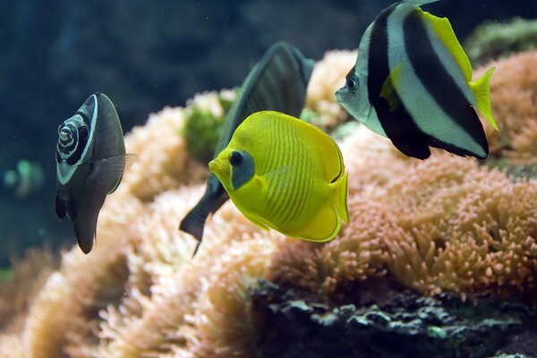 Schöne Aquarienfische auf dem Hintergrund von Algen