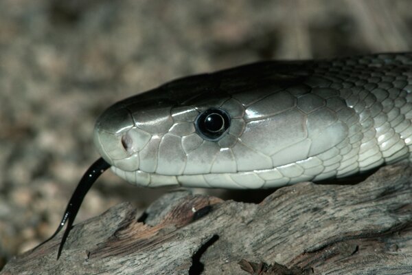 Serpent rampant sur l arbre