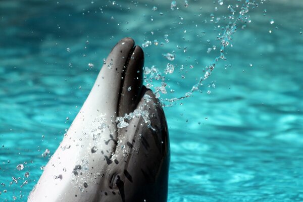 Delphin taucht mit Spritzern aus dem Wasser