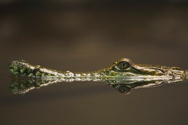 La tête d un crocodile jette à peine un coup d œil hors de l eau