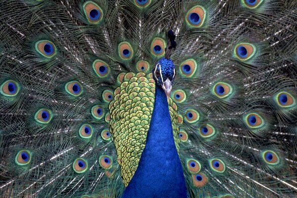 Foto di un pavone che ha fluffato la coda