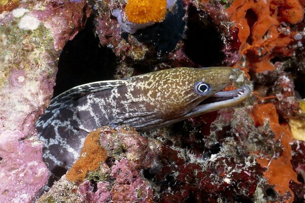 A moray eel waiting for its prey