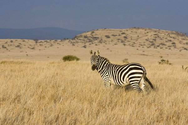 Zebra hat den Betreiber gesehen