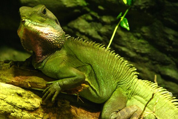 Ysuaea sitting on a branch