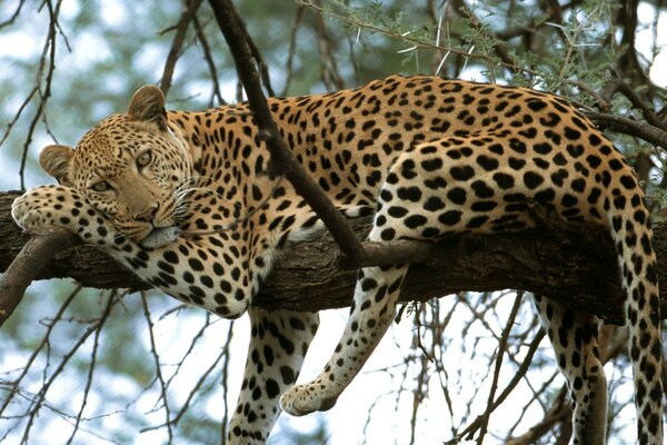 The leopard is lying on a branch cute