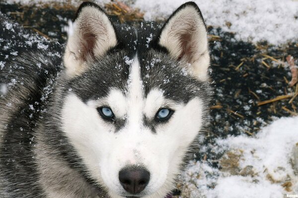 Das verschneite Laika ist wachsam und schaut zu