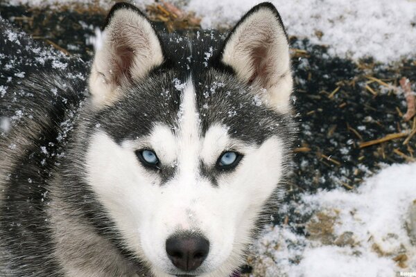 The snow- covered husky is alert and looks