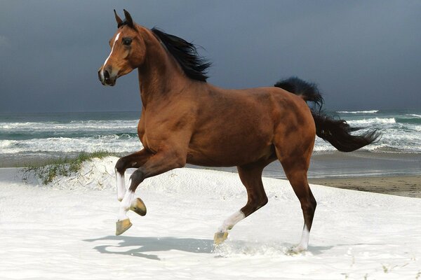 A bay stallion runs through the snow