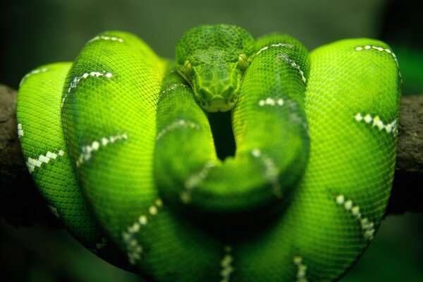 Macrophotography of a green snake on a tree