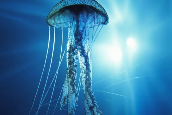 Pacific jellyfish in the rays of light