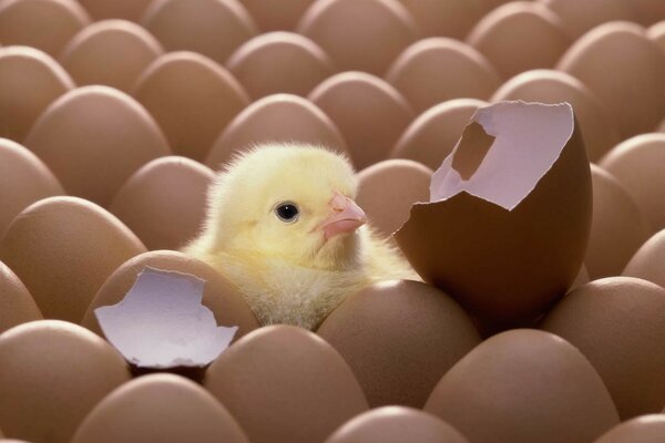 Fluffy chicken hatched from an egg